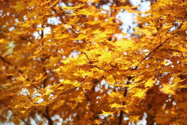 惊艳！身边的北京秋景“天花板”来了！
