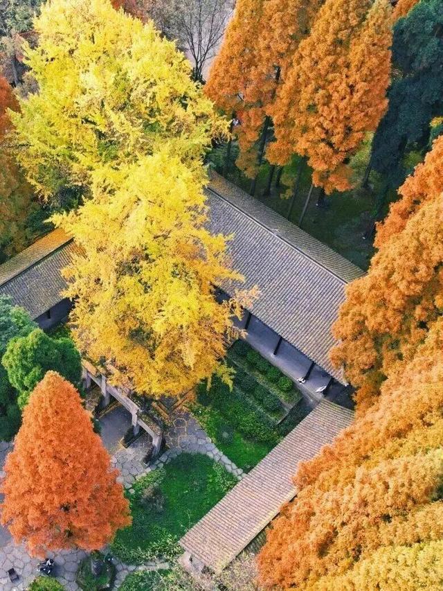 金灿灿！成都人的“顶流”上线，错过等一年！