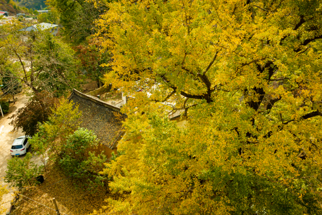 免门票福利！白云山绝美秋色正在上映→