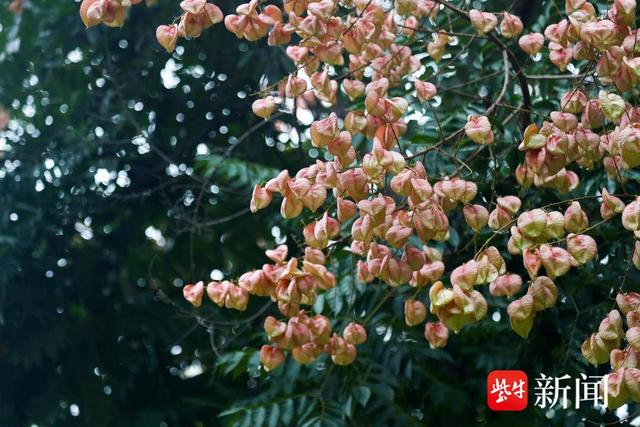 花容悦貌｜美！南京浦口“栾树大道”秋色藏不住