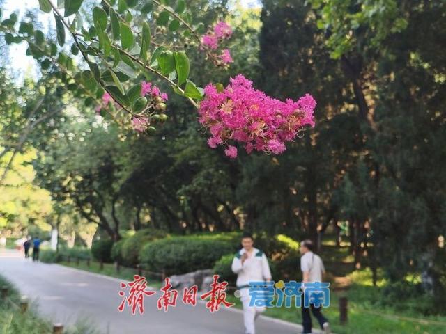 一年四季 泉在济南丨紫薇花开绽芳华 点亮济南初秋好景致