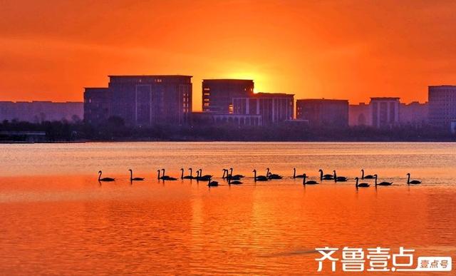 北龙湖湿地公园天鹅遇上橘色朝霞