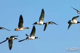 河北鸟类种群数量刷新，487种！衡水湖首次发现白颊黑雁图片