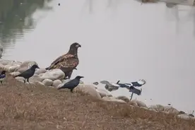 两年新增15种鸟类！北京经开区生物多样性本底二期调查工作收官图片