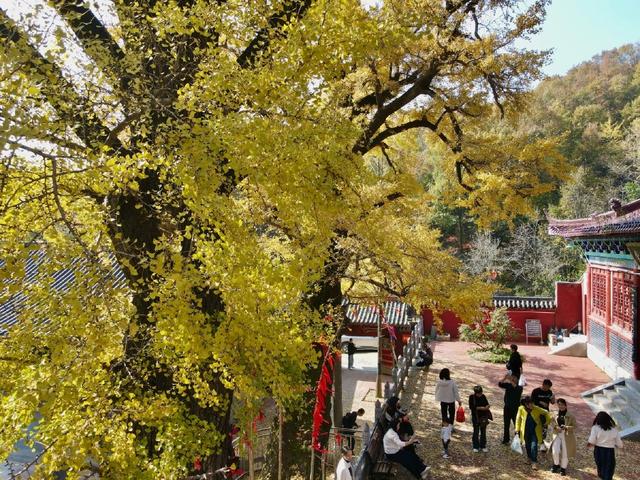 鲁山千年银杏“披金甲” 金秋盛景引客来