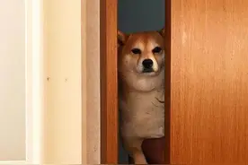 主人给柴犬洗澡，柴犬最后的挣扎让人乐了，好坚强的狗狗！图片