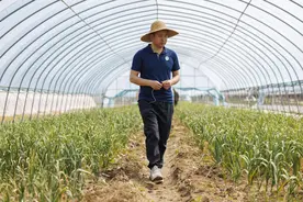 上千份大蒜种质资源留住远古本能图片