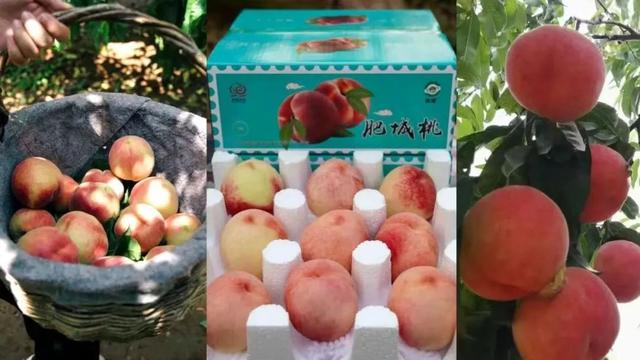 2025肥城金秋品桃季来了！精品旅游线路一、二、三、四，您选哪条？