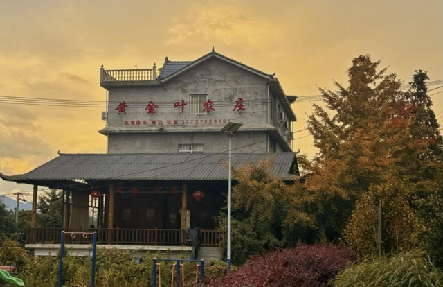 千年银杏韵，金黄满地诗，金色海洋游玩攻略来了！