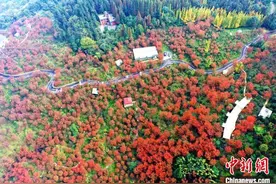 四川汶川：满山樱花树红叶惹人醉图片