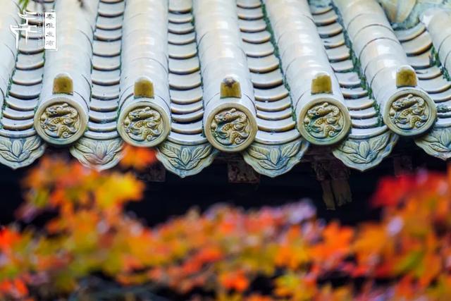 美“枫”了，快来赏！