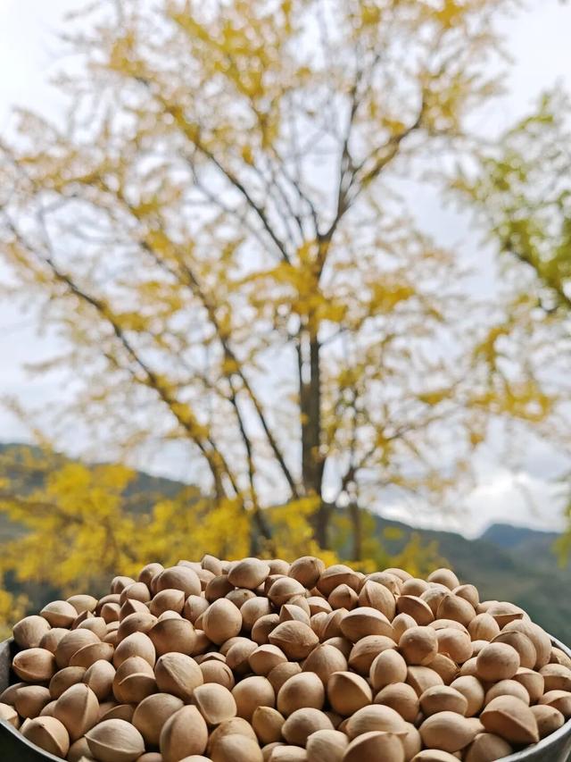 普安山川风物 || 地瓜鲁沟：银杏树下幸福人家