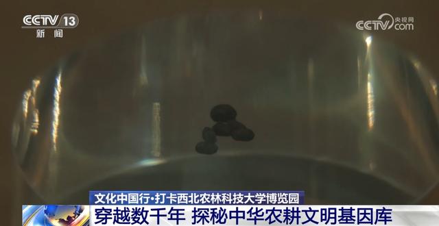 文化中国行丨探秘中华第一“虫羽”宝库 来这上一堂最生动自然课