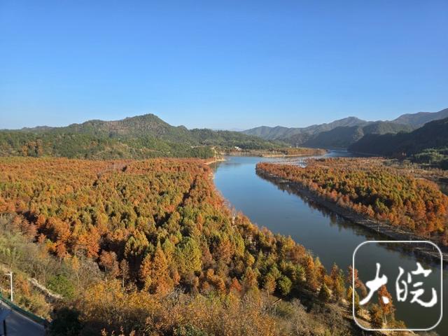 赵立坚发微博推荐宣城落羽红杉林