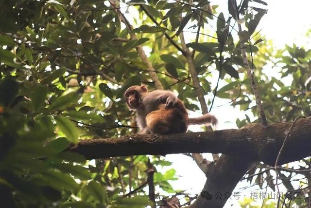 欢迎来到疯狂动物城·罗湖分城