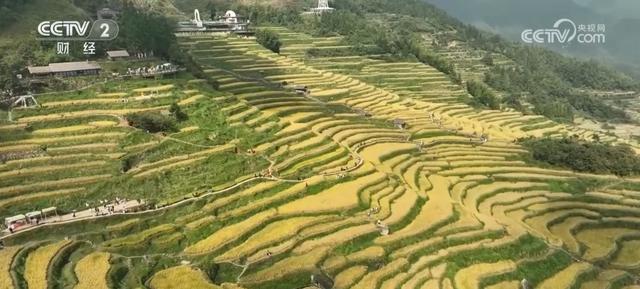 “田园风光+潮流玩法”成文旅融合新亮点 乡村旅游新消费活力十足
