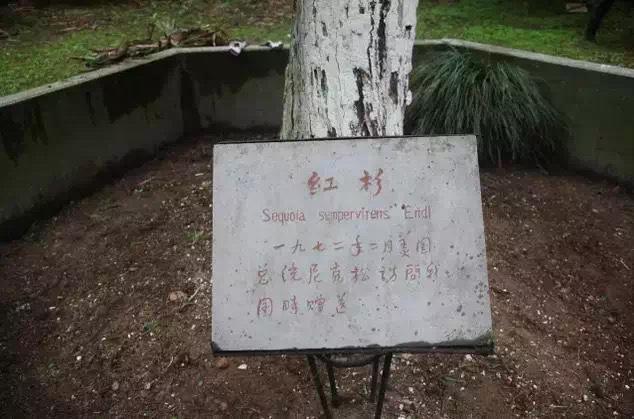51年前基辛格提议送给中国的那棵红杉树，在杭州植物园里代代延绵