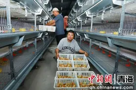海东民和最大规模标准化青年鸡养殖基地建成投产图片