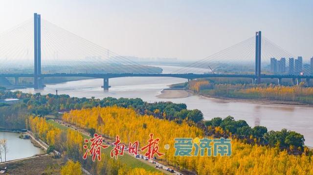 一年四季 泉在济南丨一叶知秋末，一林引客来！济南黄河银杏林观赏进入倒计时