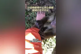 小动物能有什么坏心思呢图片