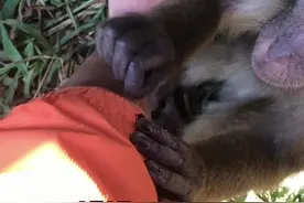 小动物能有什么坏心思呢图片