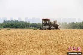 安徽小麦已收获近758万亩 本轮降雨对小麦品质影响较小图片