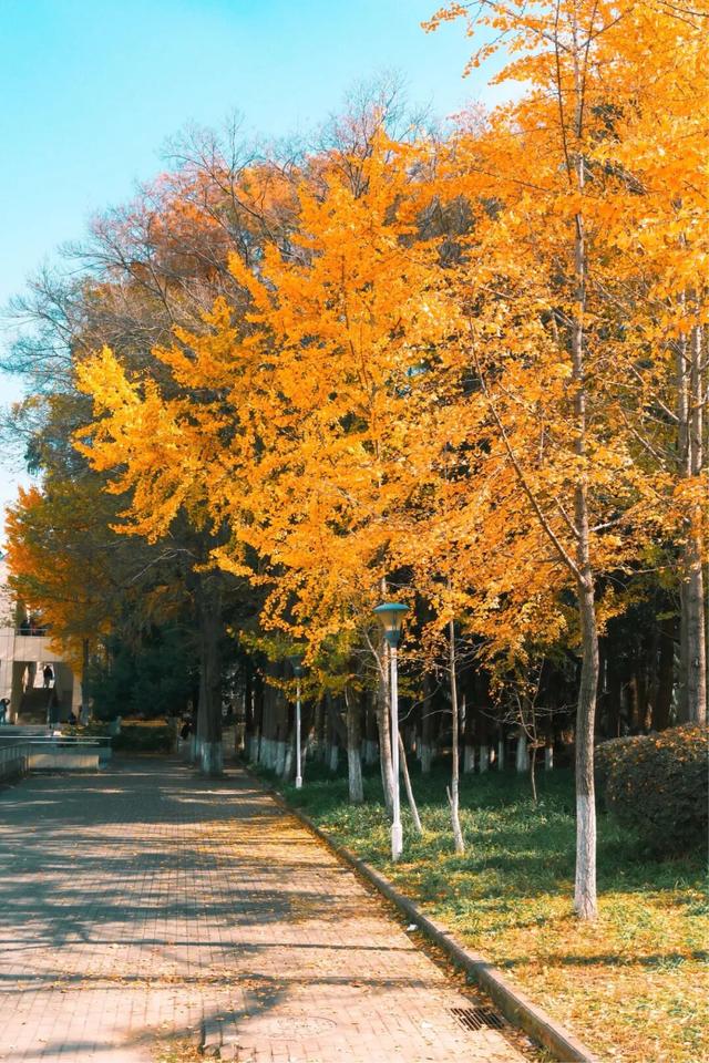 限时绝美！年度顶流！