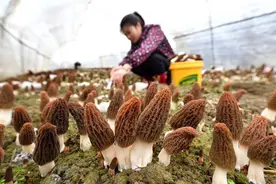 保康：羊肚菌喜迎丰收图片