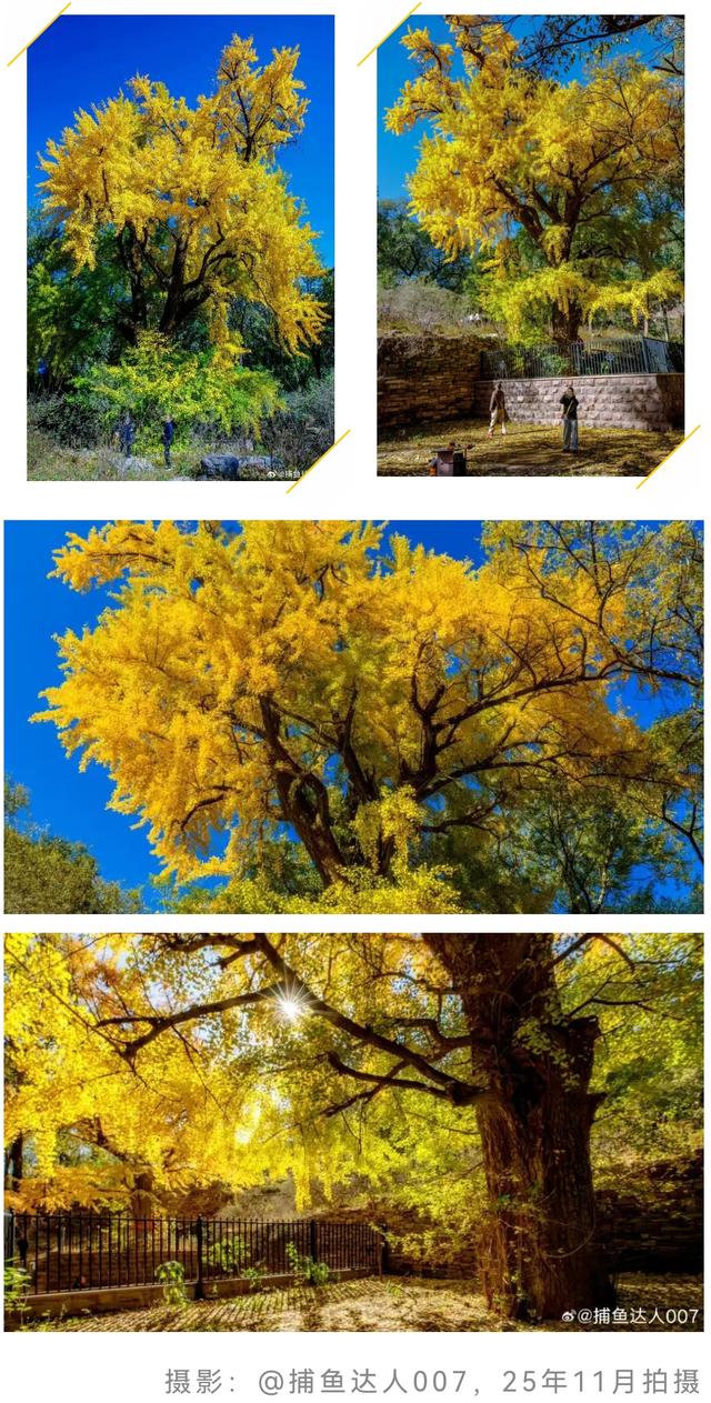 最后几天“黄金期”！济南的这些千年银杏等你打卡！