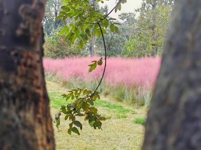 温县，一韵冬色，尽藏美好！