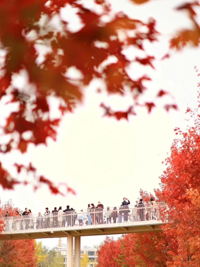西安上新！高颜值秋景，正在加载！
