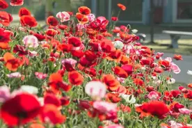 虞美人提前进入盛花期，上海这里的红色花海已上线！！漫山遍野都是浪漫图片