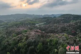 贵州百里杜鹃：“地球彩带”颜值高 “美丽经济”促振兴图片