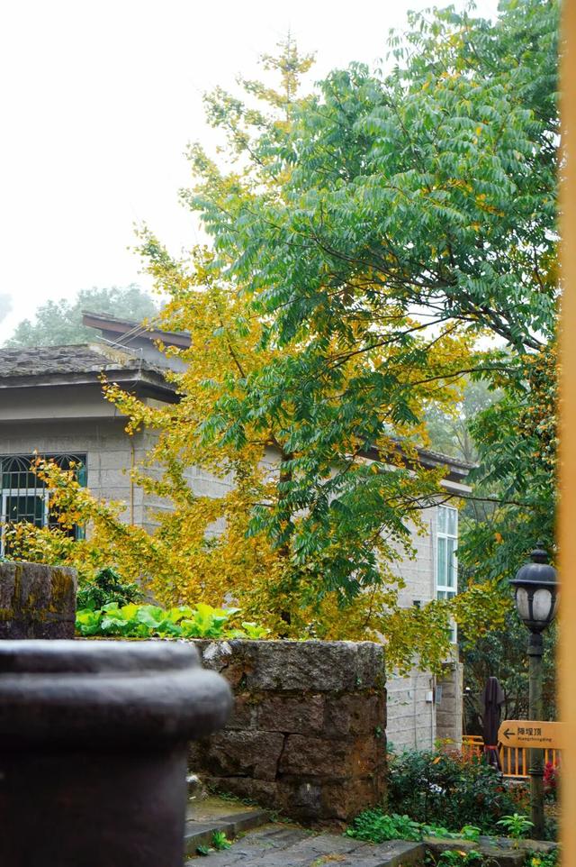 惊艳上线！福州这里变身“黄金村”！还有人靠它悄悄赚钱……