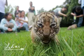 江苏扬州：三胞胎小老虎满月与游客见面图片