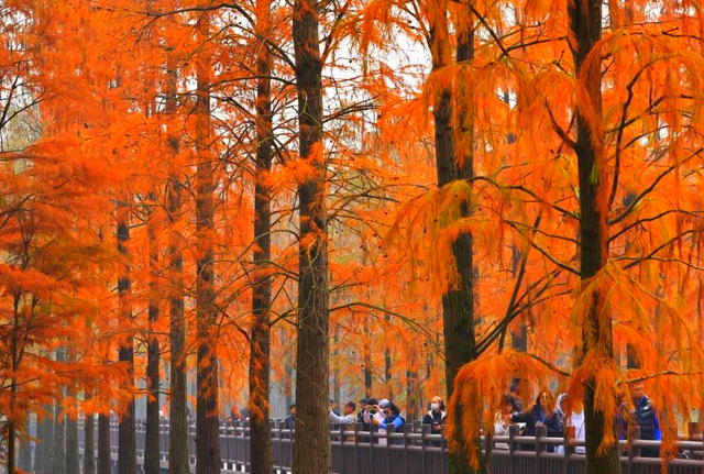 杉树红了！魔都藏着绝美水上森林→