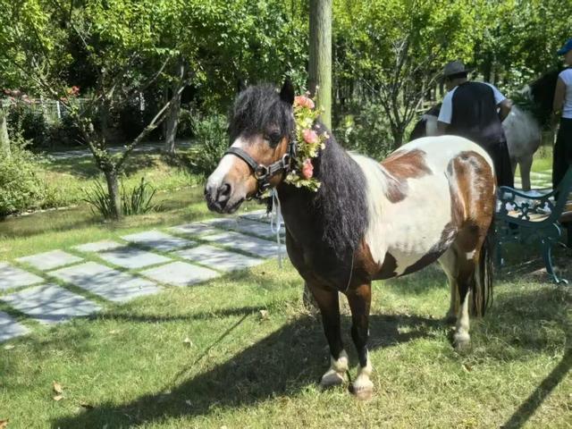 马年寻马趣！盘点崇明3家宝藏骑马场