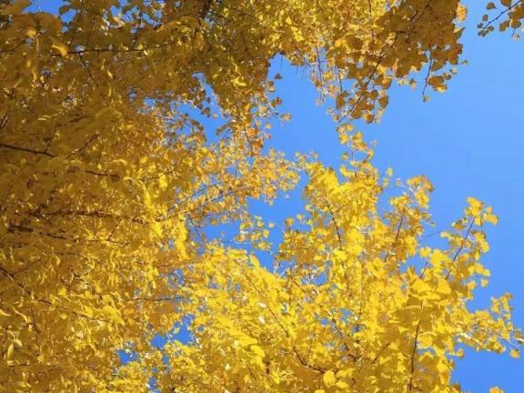 北京号最精彩｜惊艳！京城这些公园里藏着秋景“天花板”