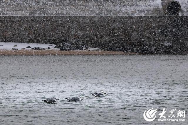 四季予你｜烟台：雪舞海畔，海鸥争涛