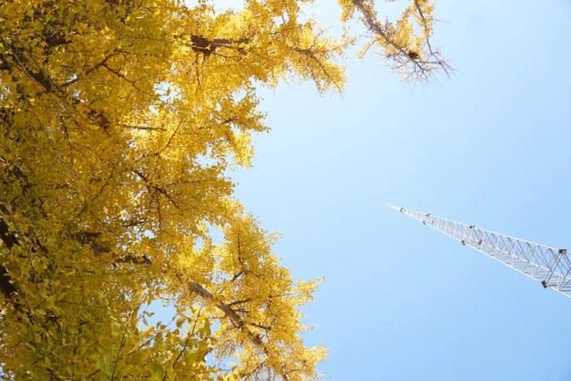 金山这些地方“含金量”满满，再不去等明年…