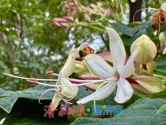 一年四季 泉在济南丨济南秋意浓 海洲常山送幽香
