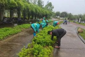 守护“绿意”，提升品质 长沙市天心区园林绿化维护中心 开展新一轮绿化养护作业图片