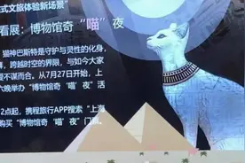 带猫去看展，上博“博物馆奇喵夜”7月27日起每周六晚连办10期图片