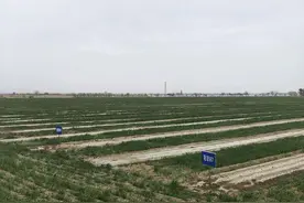 甘肃：新技术让农民种粮有奔头图片