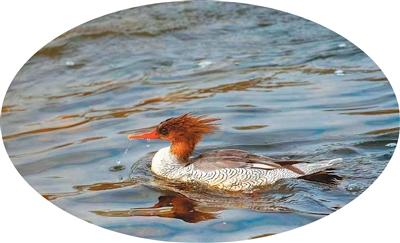 绿色生境带来美丽回馈
