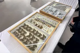 国家动物标本资源库珍稀昆虫标本首展亮相朝阳民俗馆图片