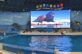 奔跑的文旅人｜海洋动物驯养师：五一生日，每次都是在舞台上度过图片