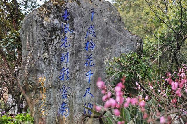暖阳与梅香 映照昆明冬日旅居新图景