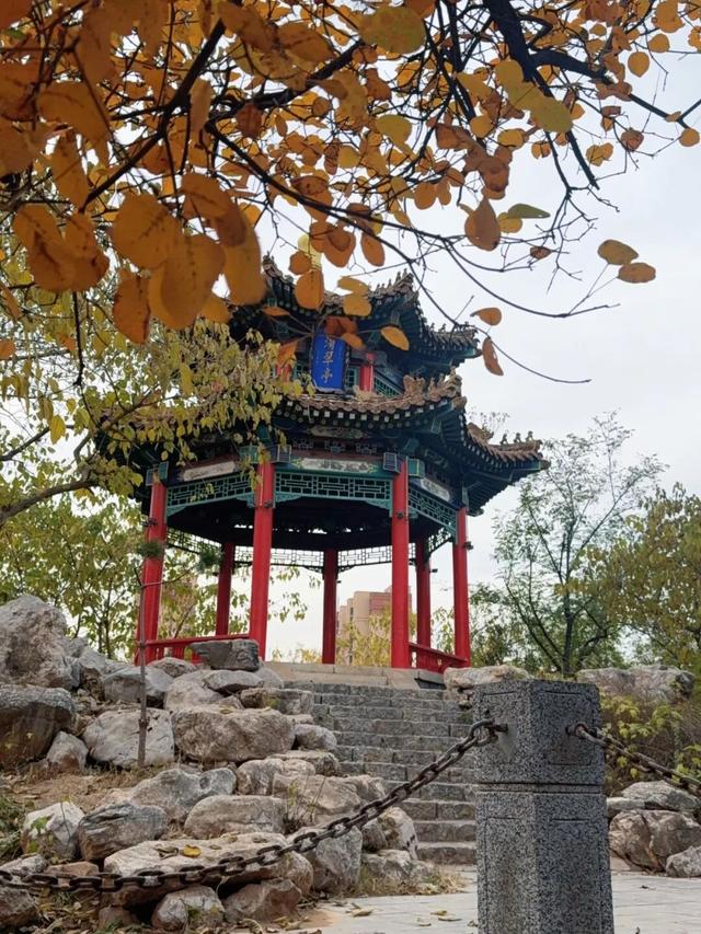 石家庄绝美“梧桐大道”已上线，打卡攻略来了→