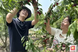 嘎嘣脆甜的李子，采摘约起来！图片